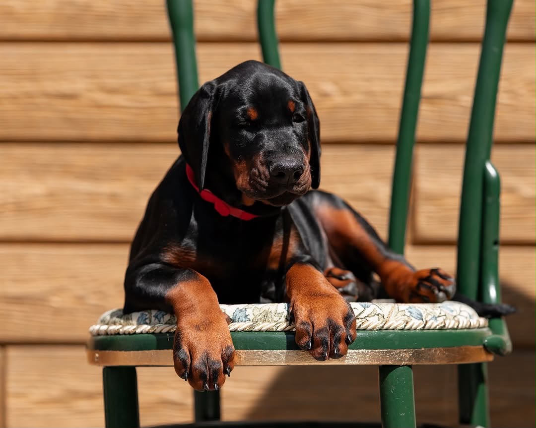 Allikia resting on a green chair
