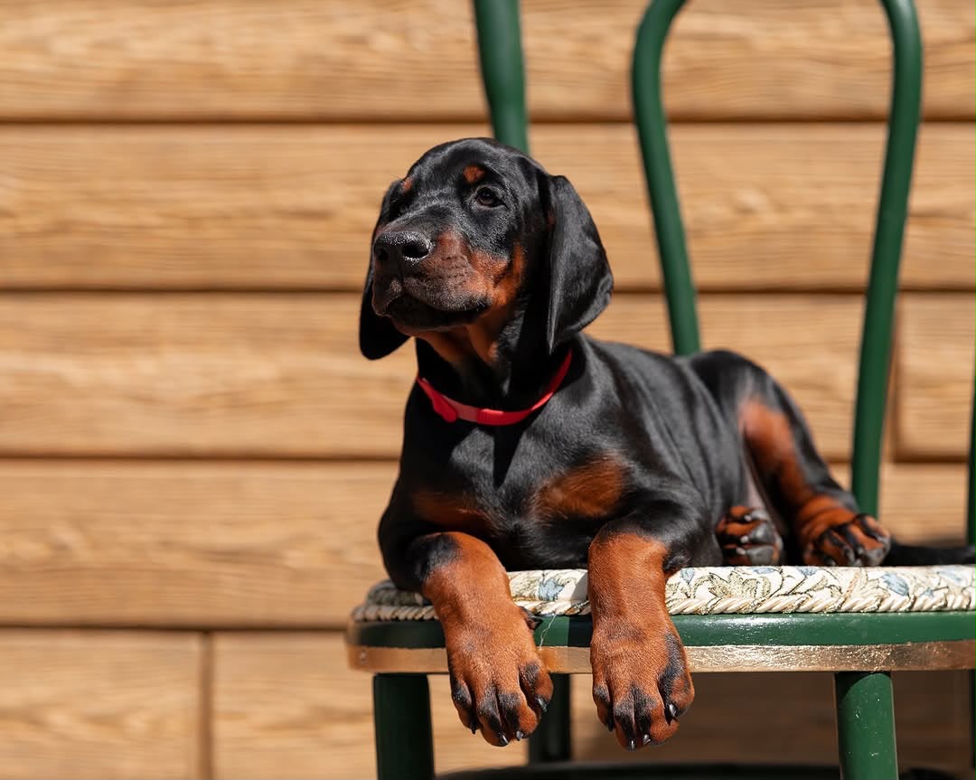 Allikia reclining on a green chair