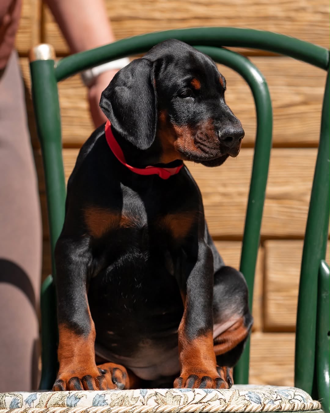 Allikia sitting on a green chair