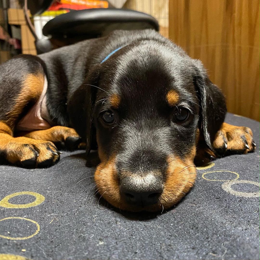 Boris, a black and rust Doberman Pinscher puppy