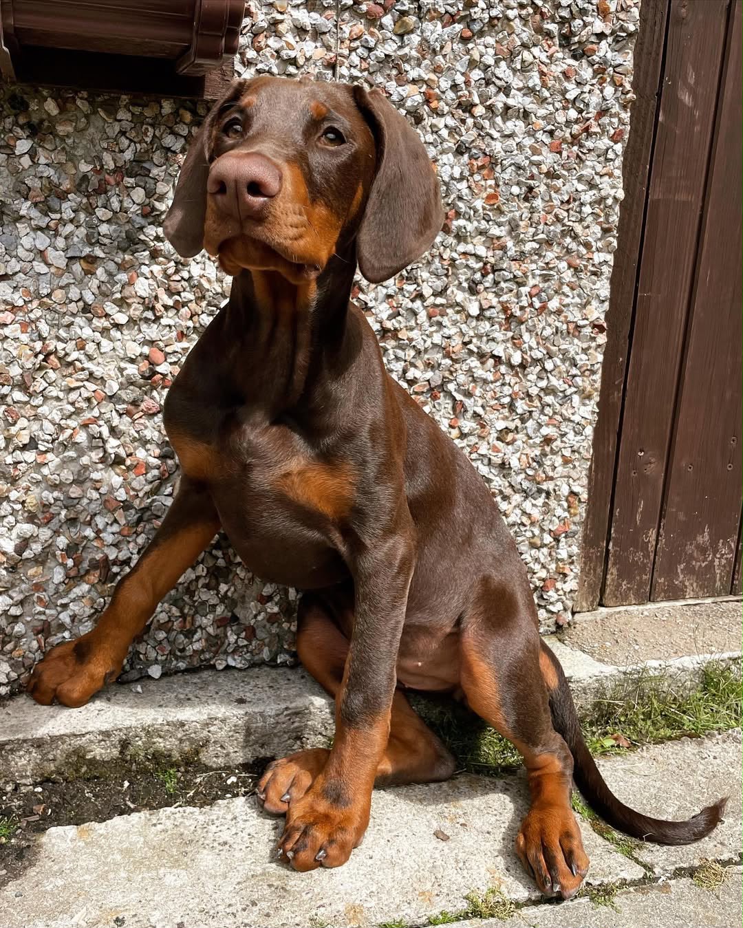 Cleo, a Doberman Pinscher puppy sitting outdoors