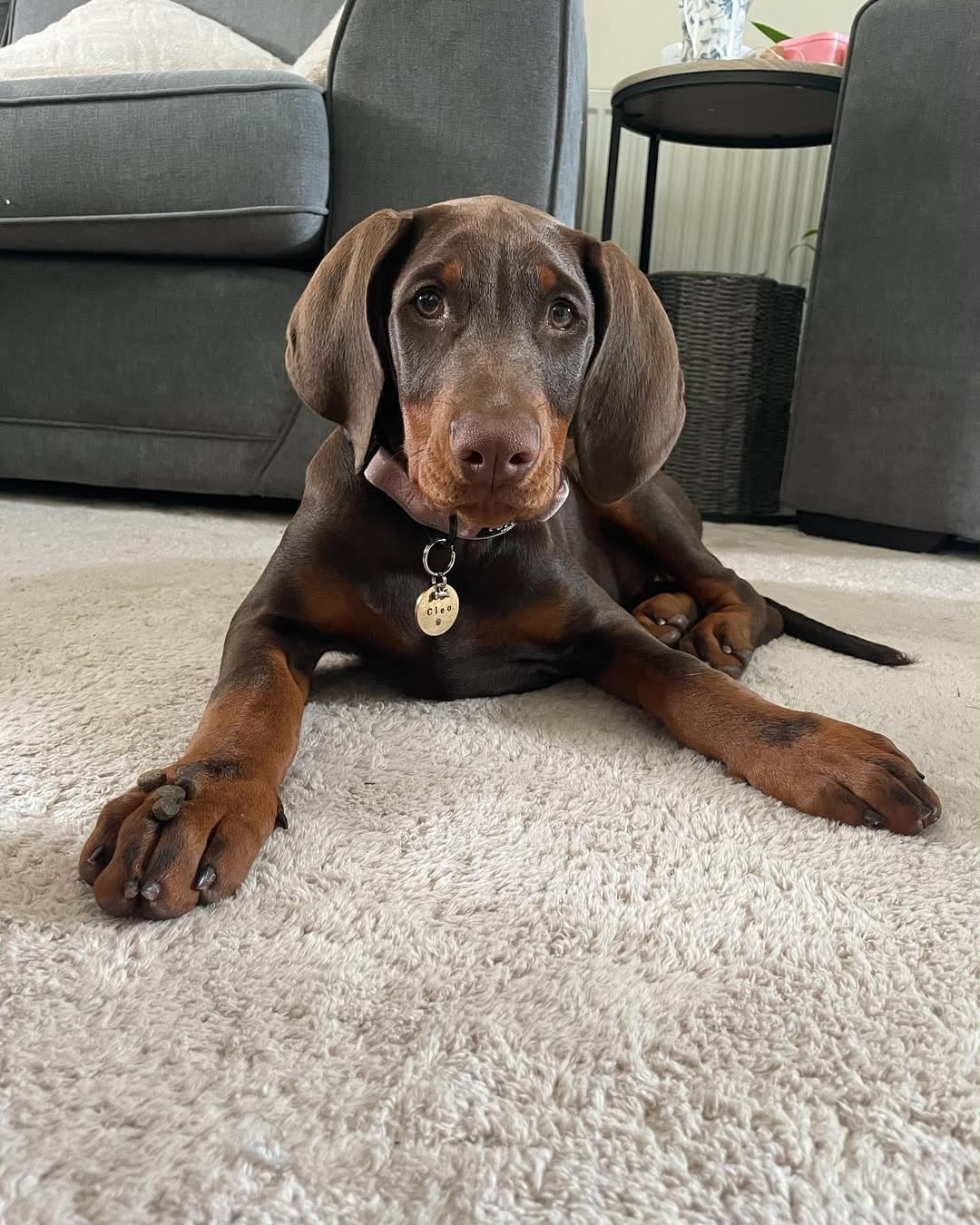 Cleo resting on a rug