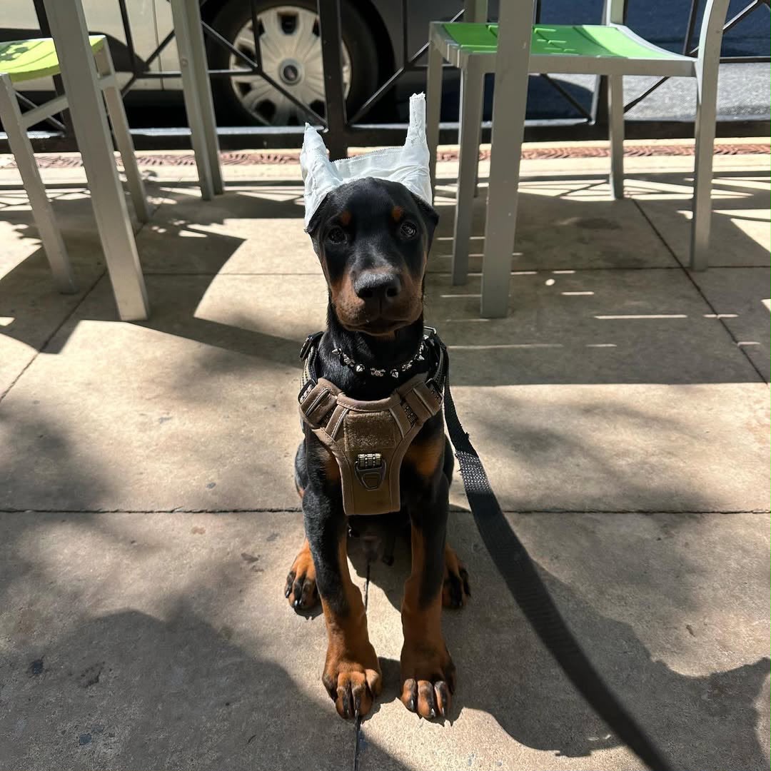 Frank, a Doberman Pinscher puppy sitting on a patio