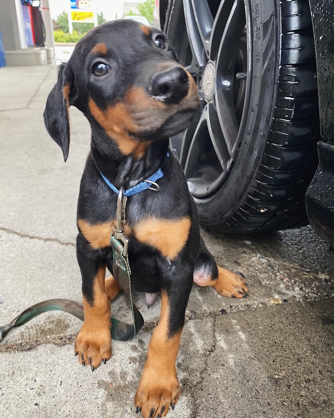 Hacki sitting beside a car