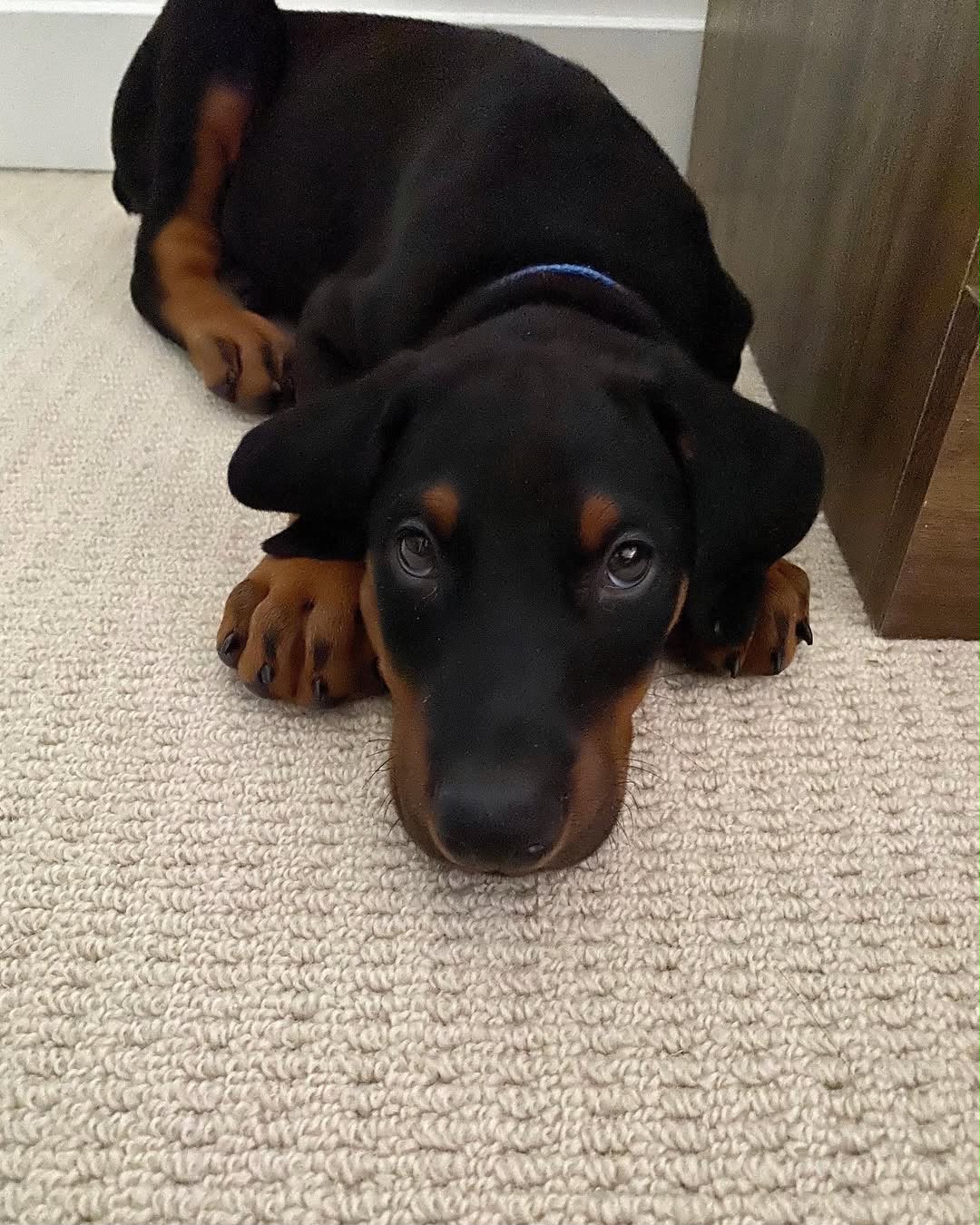 Hacki, a Doberman Pinscher puppy resting on a carpet