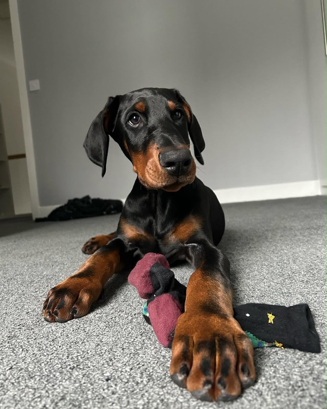 Karli, a Doberman Pinscher puppy relaxing with a toy