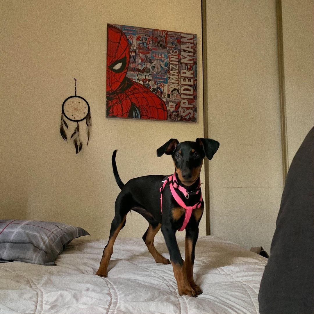 Kyra standing on a bed