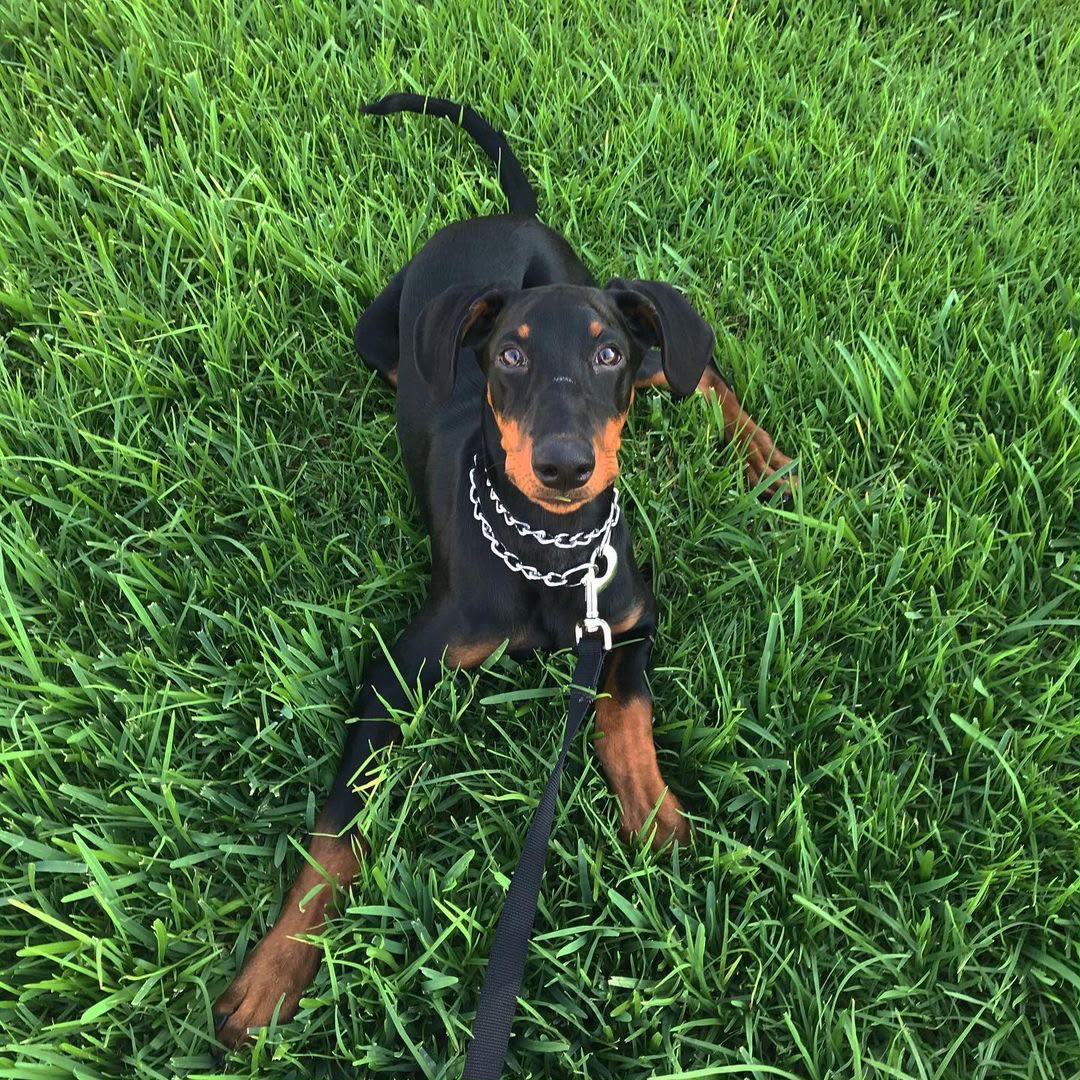 Kyra, a Doberman Pinscher puppy lying in the grass