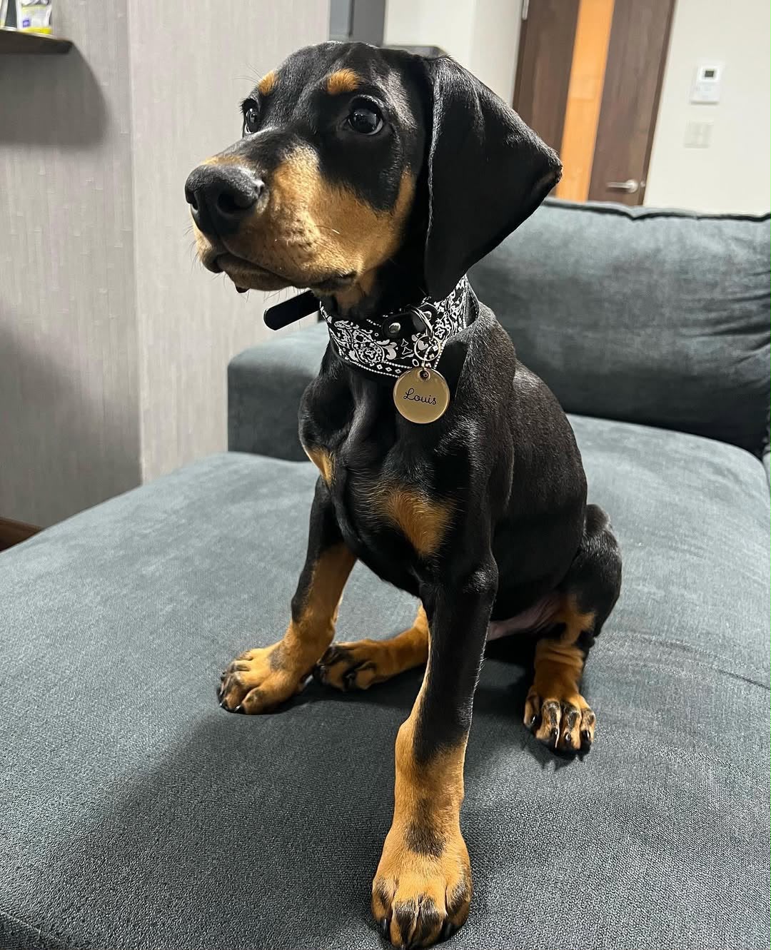 Louie, a Doberman Pinscher puppy sitting on a couch