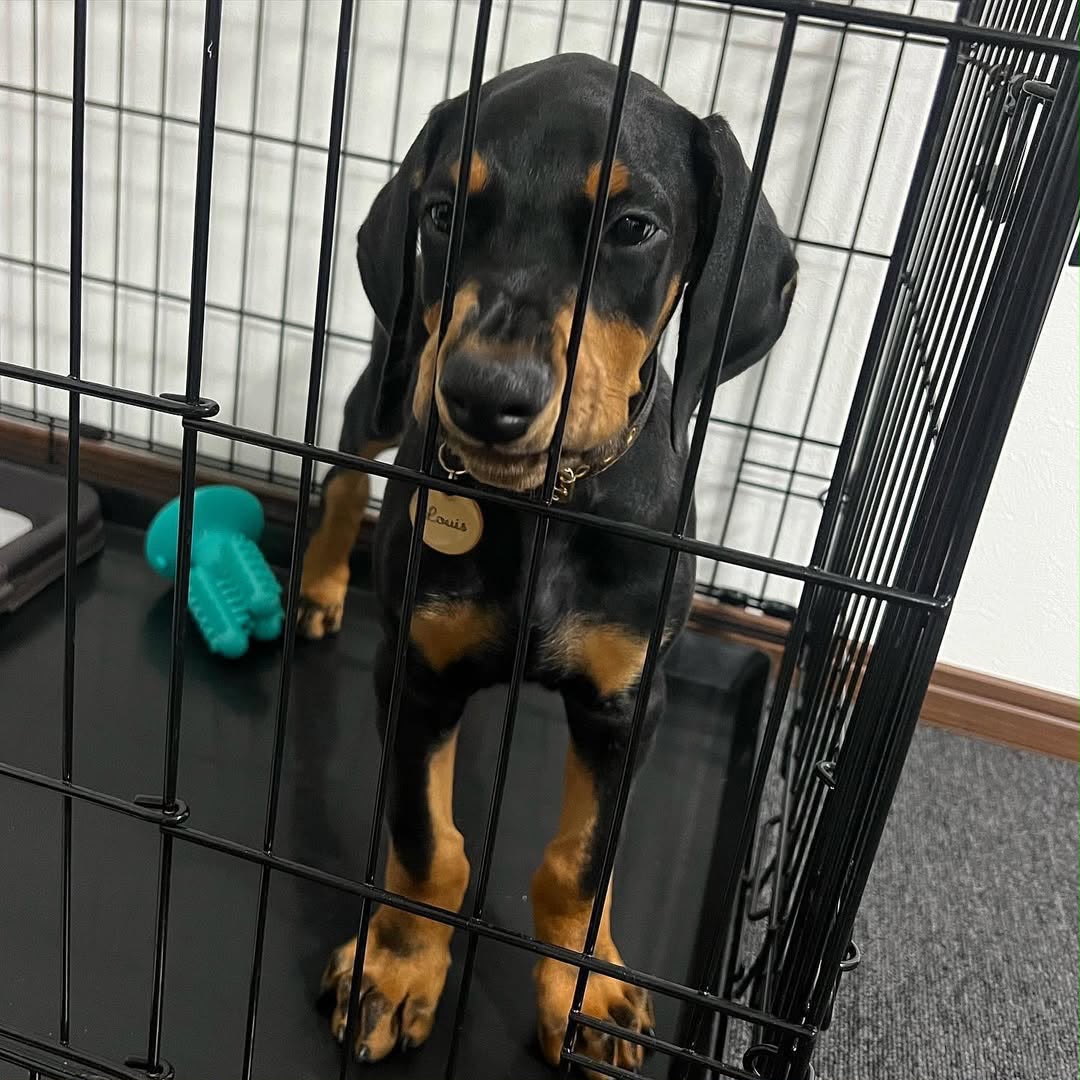 Louie standing in his crate