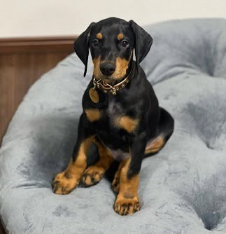 Louie sitting on a dog bed