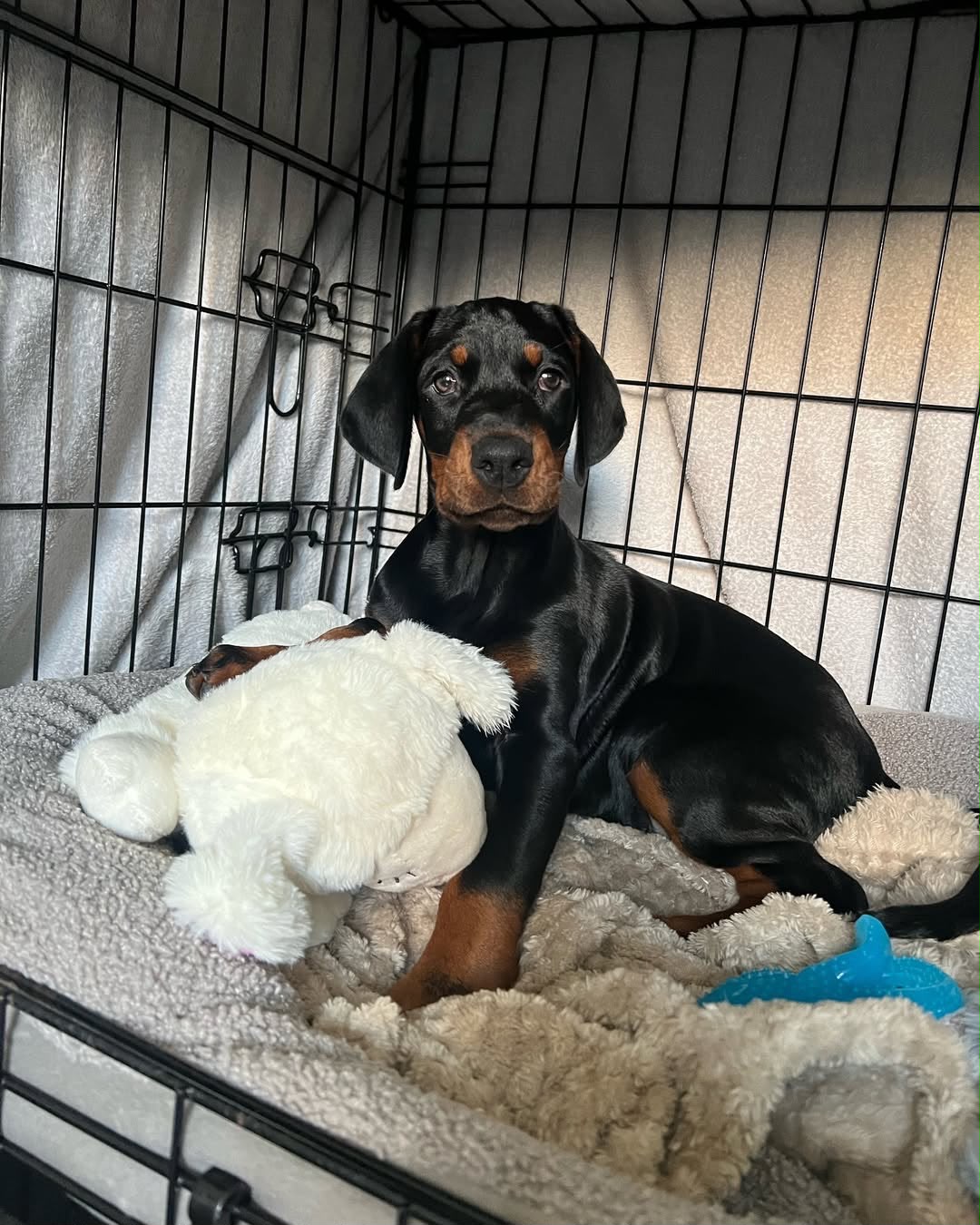 Millie resting in a crate with toys