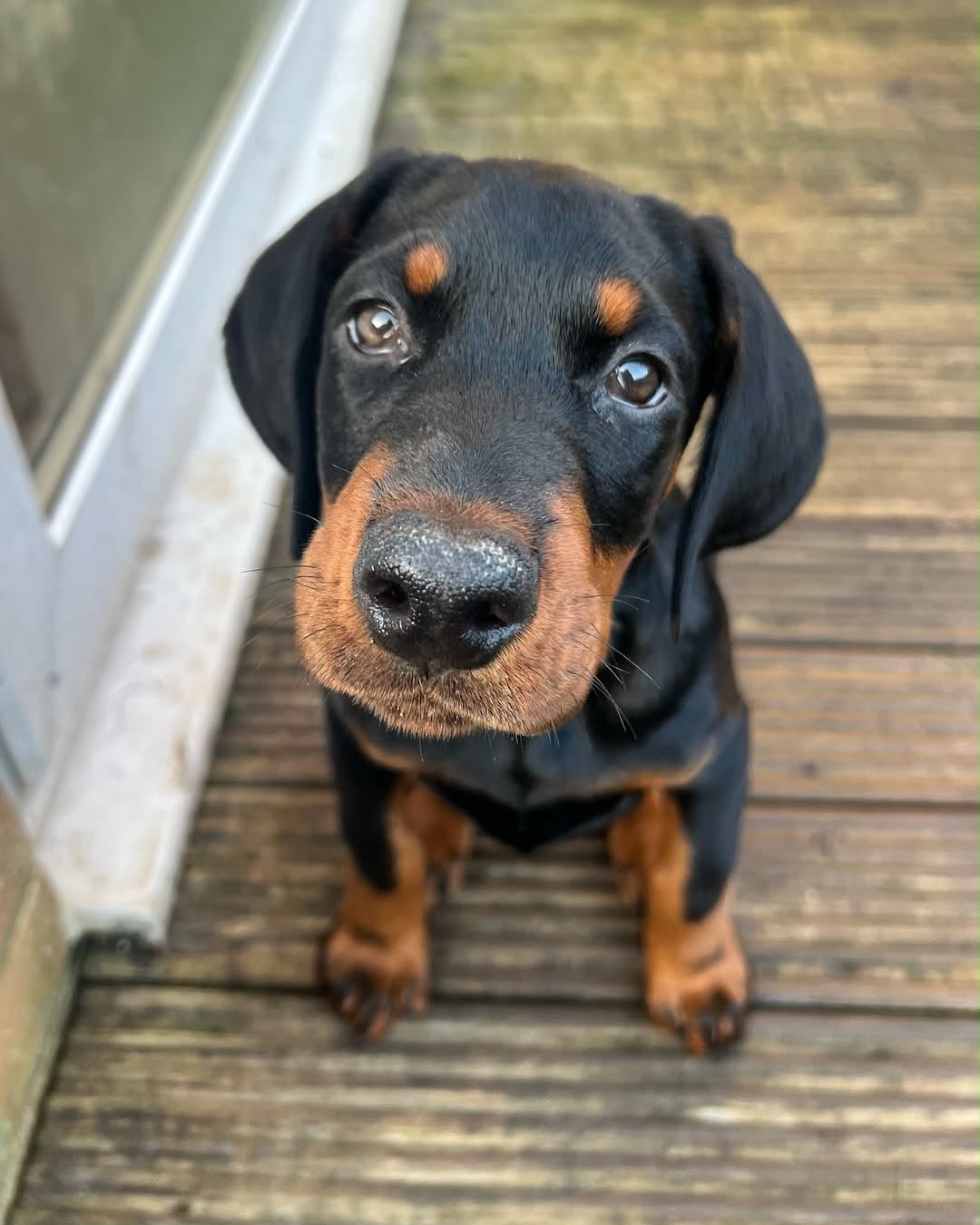 Millie, a Doberman Pinscher puppy standing on a wooden deck