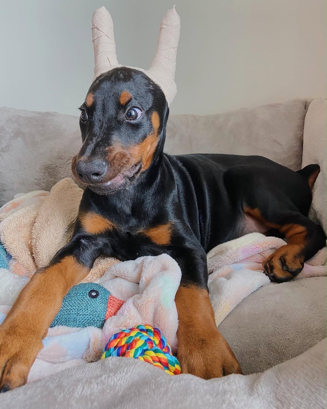 Nia relaxing on a soft blanket