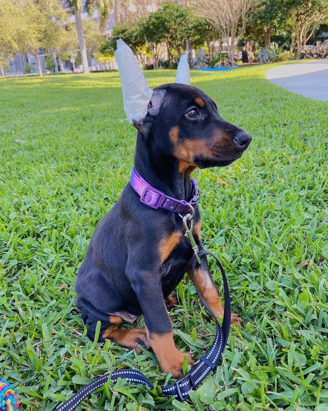 Nia, a black-and-rust Doberman Pinscher puppy sitting outdoors