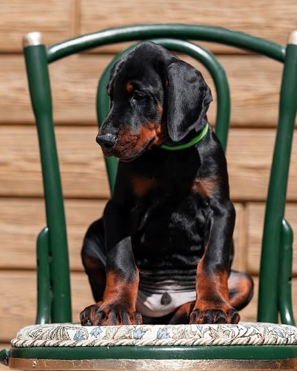 Ricky sitting outdoors