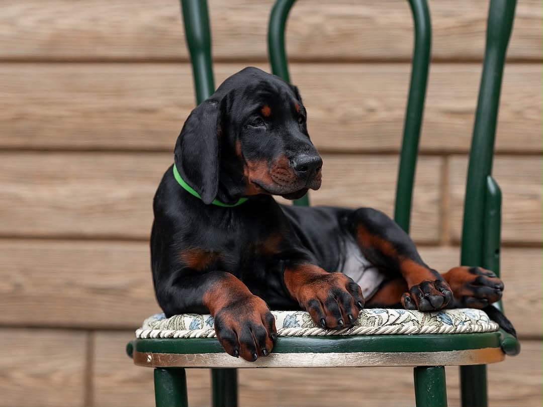 Ricky relaxing on a chair
