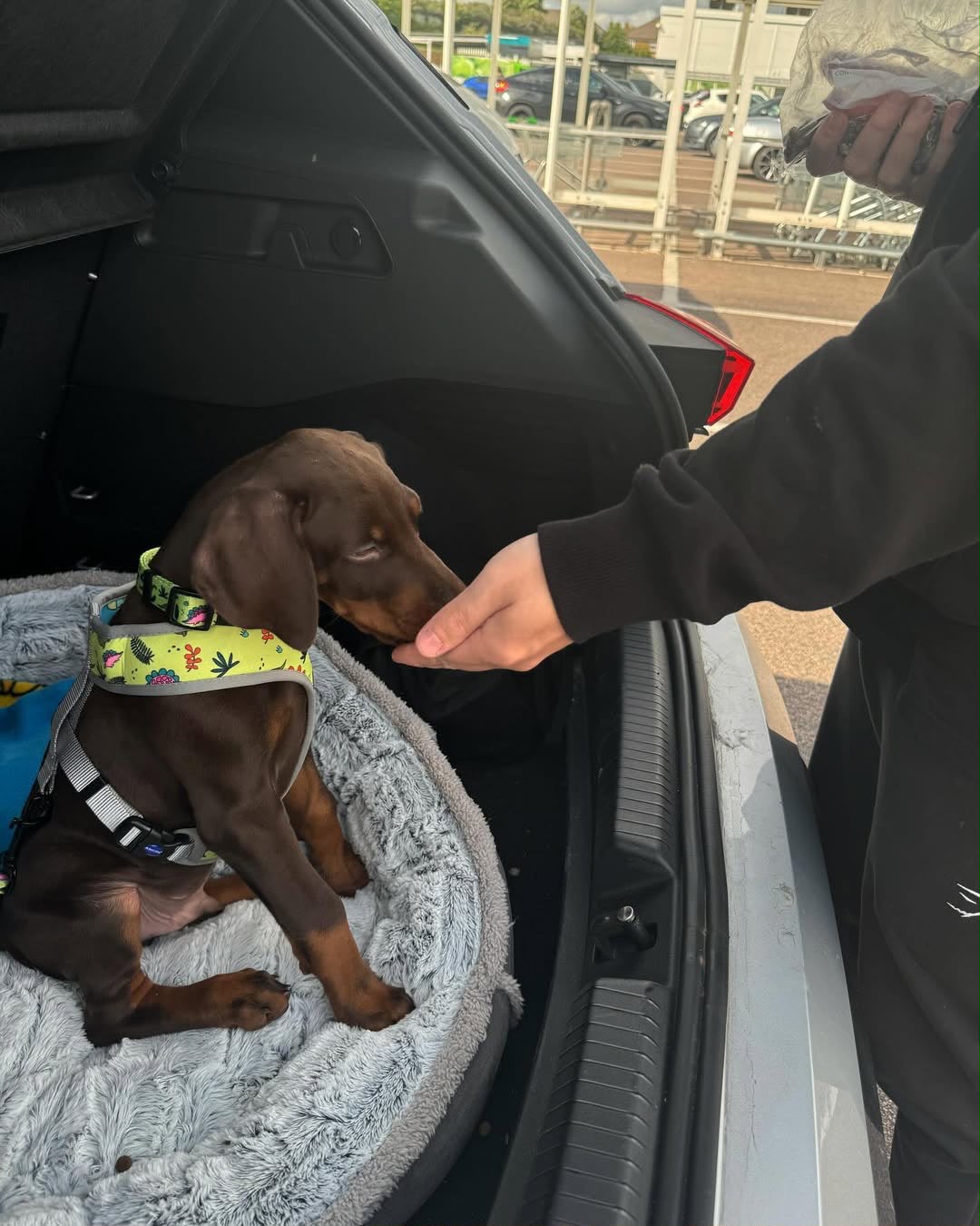 Rulo, a Doberman Pinscher puppy sitting in a car
