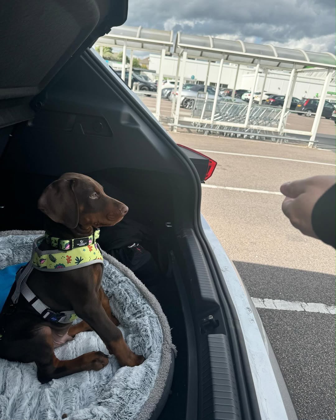 Rulo in the car during a trip