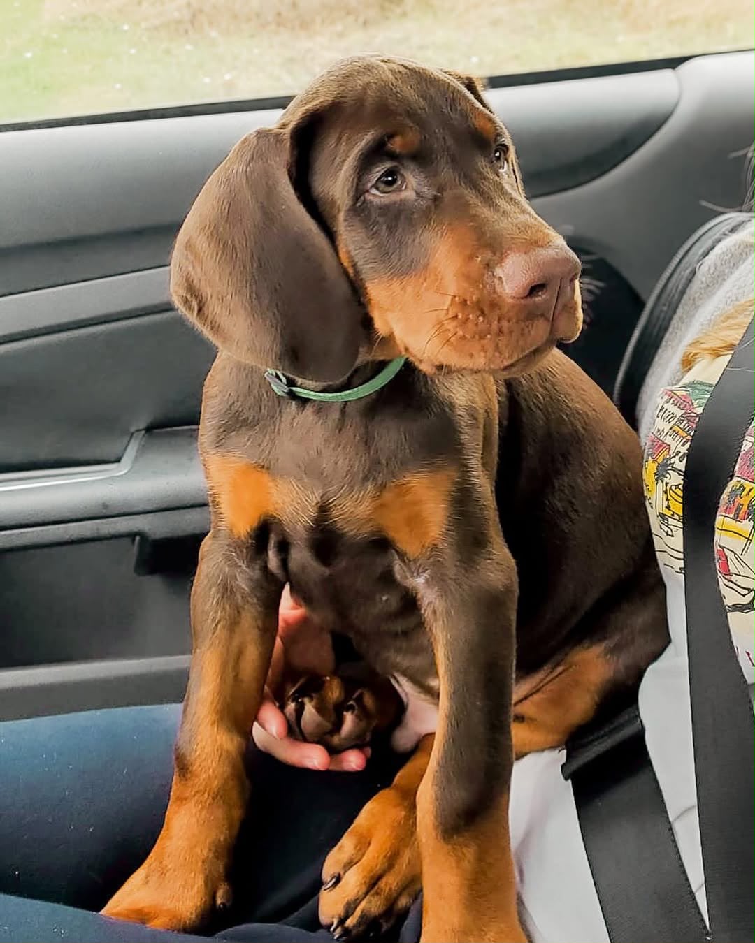 Vanky sitting in a car