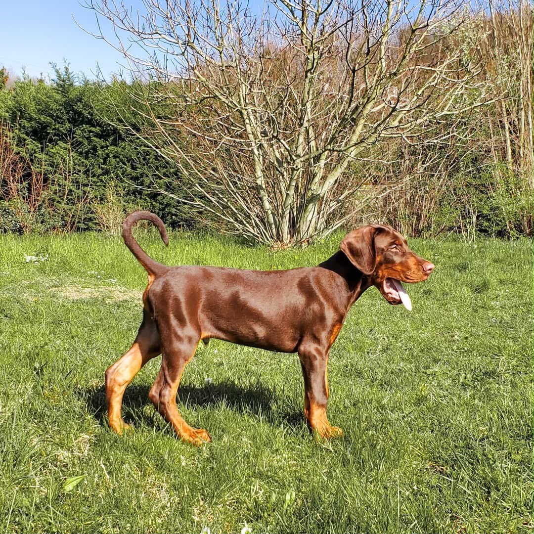 Vanky, a Doberman Pinscher puppy standing in the grass
