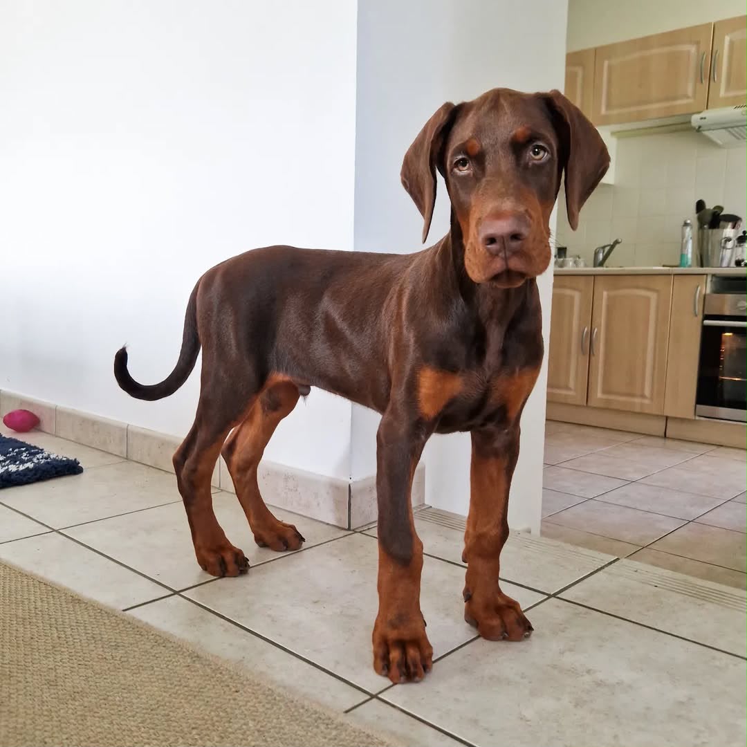 Vanky standing indoors